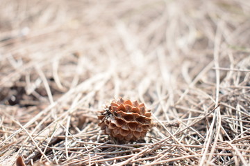 pine nut on dry leaves.