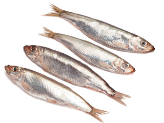 Sprat spicy salting on a white background