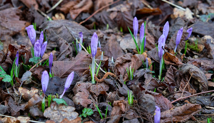 Crocus flowers emerging from underneath dry leaves in springtime.