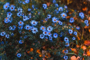 flower flowers nature orchard spring green flourish colorful green violet color beautiful summer purple flora © Alberto GV PHOTOGRAP