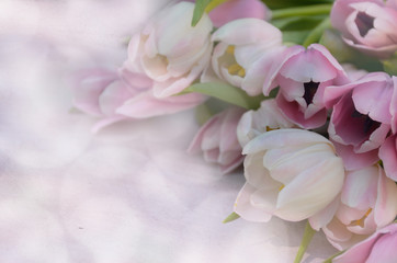 Fototapeta na wymiar Schöne weisse und violettfarbende Tulpen, bokeh hintergrund, blumenstrauß