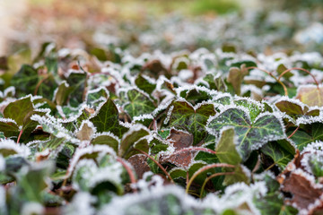 Close up of Ivy covered with frost.