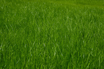 Obraz premium The texture of the grass close-up. Grass field macro. Selective focus. 