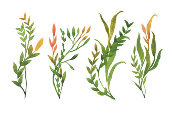 Watercolor set by plants on a white background