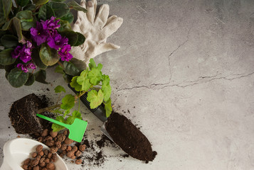 Free time. Spring transplanting of domestic plants. Senpolia with purple flowers, pelargonium, pot with drainage, shovel of earth and work gloves on a gray concrete background. Free space.