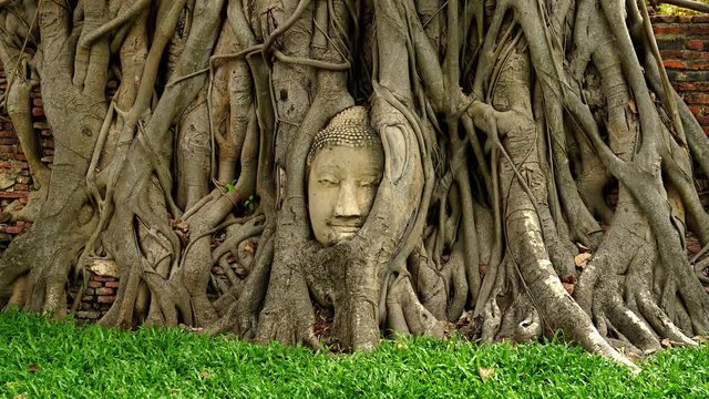 zoom in video shot of Ayutthaya Buddha Head statue with trapped in Bodhi Tree roots at Wat Maha That (Ayutthaya). Ayutthaya historical park Thailand. 