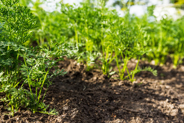 Carrots growing in the beds in the farmers field, carrots  sticking out above the mold, vegetables planted in rows. Organic agriculture, farming concept
