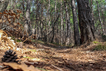 Hiking in the mountains through the forest, in the resort city of Gelendzhik