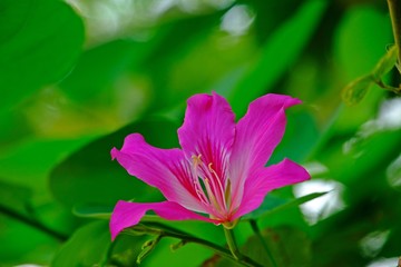 Beautiful blooming Phanera purpurea flower with blurred green leaves as background.