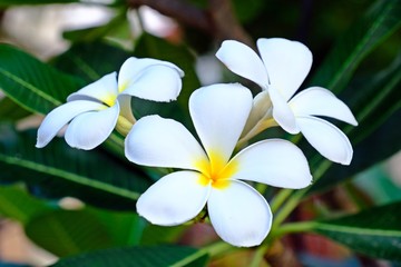 Beautiful Plumeria obtusa L. flower in the garden.