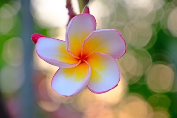 Beautiful blooming sweet white pink yellow plumeria (frangipani) flower with afternoon sunlight bokeh background.