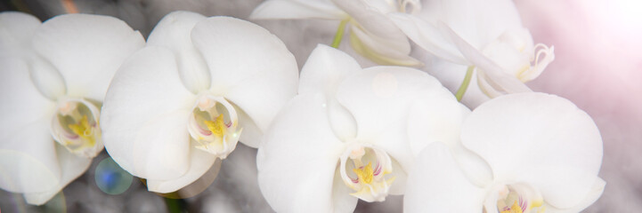 vintage color orchids in soft color and blur style - obrazy, fototapety, plakaty
