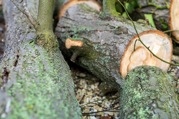 Wood in the forest with leaves and moss. Creeper on the tree.