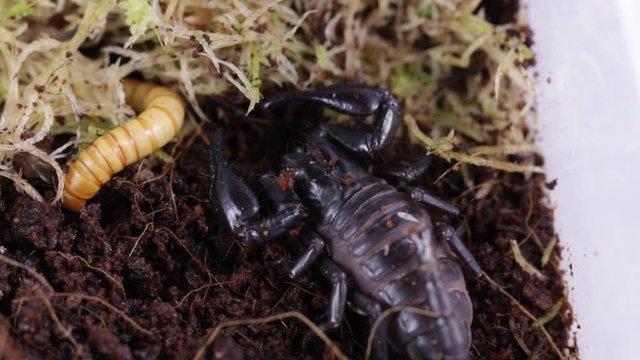 Scorpio on the hunt for a beetle larva, macro