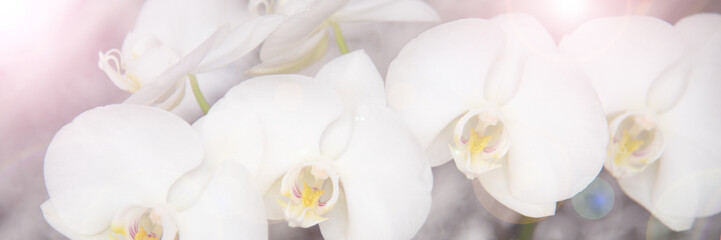 Fototapeta na wymiar vintage color orchids in soft color and blur style