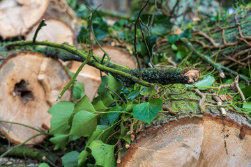 Wood in the forest with leaves and moss. Creeper on the tree.