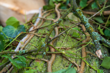 Wood in the forest with leaves and moss. Creeper on the tree.