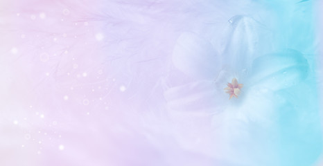 pastel soft background with a white flower - concept Birthday, Mother´s Day