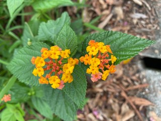 Closeup of a plant with yellow and pink flowers.