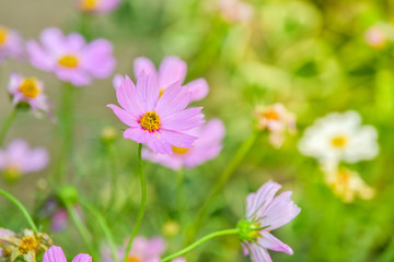 Cosmos flower in garden.