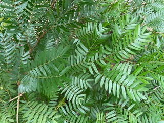 A green leaved fern plant.