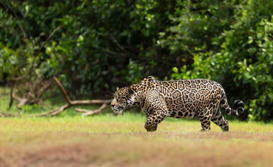 Close up of a Jaguar walking on a river bank
