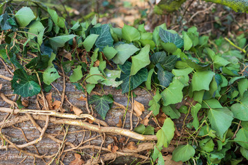 Wood in the forest with leaves and moss. Creeper on the tree.