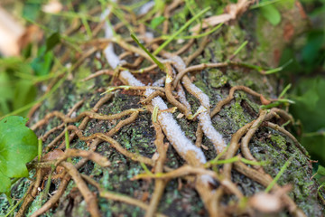 Wood in the forest with leaves and moss. Creeper on the tree.