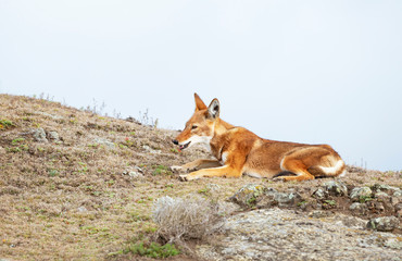 Rare and endangered Ethiopian wolf lying in the highlands of Bale mountains, Ethiopia.