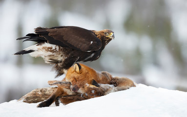 Golden Eagle feeding on a dead fox in winter