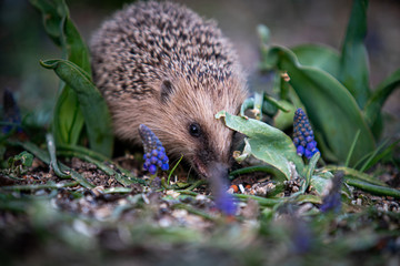 Ein Igel beim Fressen