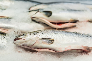 Fish put up for sale at a supermarket stall