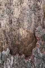 stamm eines baumes teilweise ohne rinde mit interessanter struktur und textur als hintergrund oder untergrund verwendbar