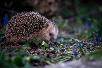 Ein Igel beim Fressen