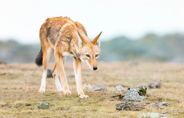 Close up of a rare and endangered Ethiopian wolf