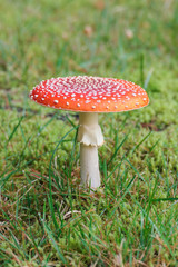 roter Fliegenpilz mit weißen Punkten im Wald auf grünem Moos und Gras