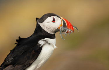 Atlantic puffin with the beak full of sand eels