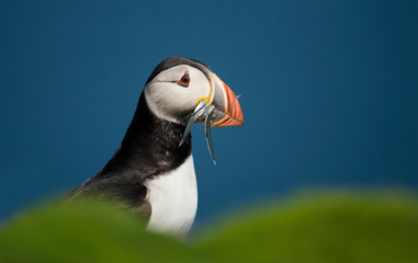 Atlantic puffin with the beak full of sand eels