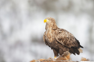 White-tailed eagle feeding on a dead fox in winter