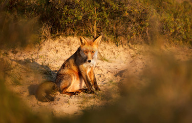Close up of a young Red fox at sunset