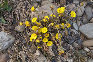 Yellow flowers among the stones. Flowers bloomed in spite of the stones.