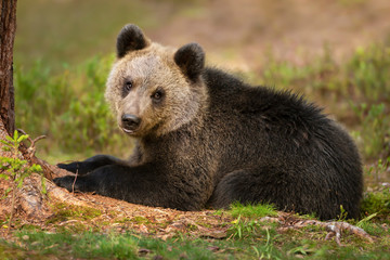 Naklejka na ściany i meble Close up of Eurasian brown bear cub