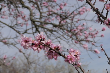 almond blossom