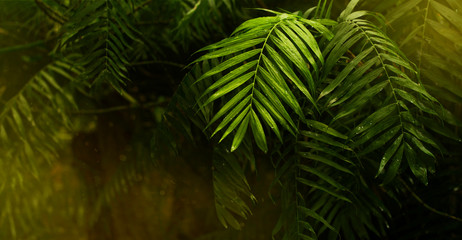 Tropical summer background with jungle palm leaves and sunlight