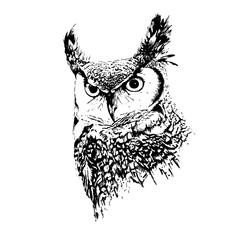 portrait of a horned owl