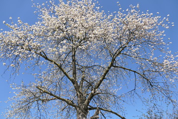 almond blossom