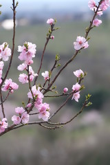 almond blossom