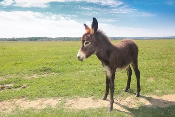 Gardinen Esel Funny cute brown baby donkey on the spring meadow  © Geza Farkas