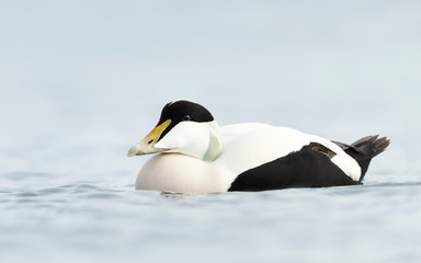 Close-up of a male Common Eider in water
