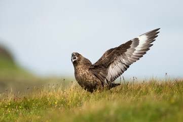 Close-up of a great skua Bonxie displaying